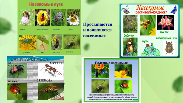 Просыпаются и появляются насекомые