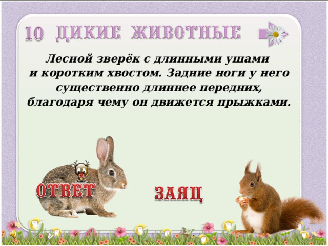 Лесной зверёк с длинными ушами и коротким хвостом. Задние ноги у него существенно длиннее передних, благодаря чему он движется прыжками.