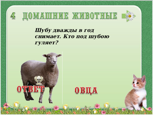 Шубу дважды в год снимает. Кто под шубою гуляет? 3