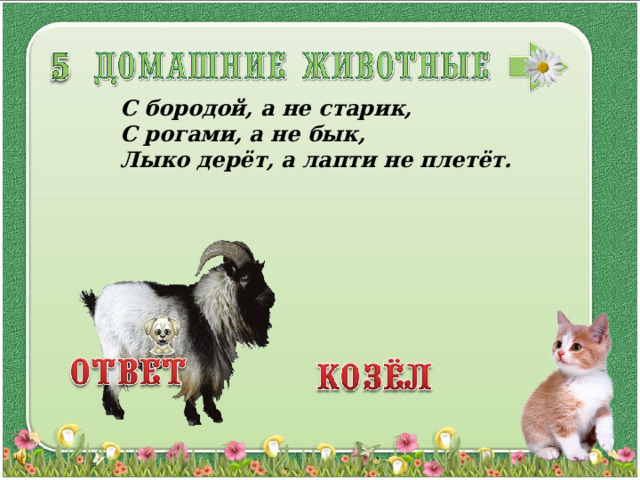 С бородой, а не старик, С рогами, а не бык, Лыко дерёт, а лапти не плетёт.