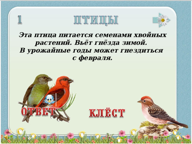 Эта птица питается семенами хвойных растений. Вьёт гнёзда зимой. В урожайные годы может гнездиться с февраля.