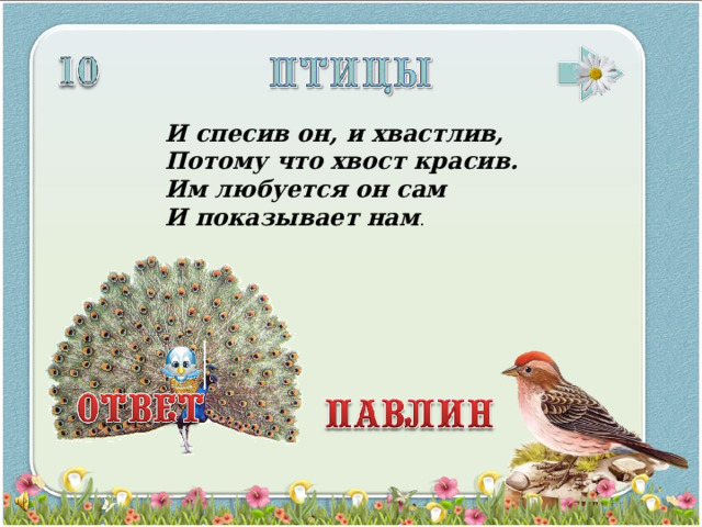 И спесив он, и хвастлив, Потому что хвост красив. Им любуется он сам И показывает нам . 3