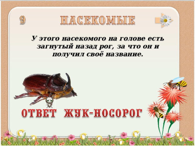 У этого насекомого на голове есть загнутый назад рог, за что он и получил своё название.