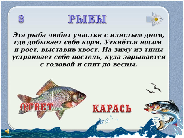 Эта рыба любит участки с илистым дном, где добывает себе корм. Уткнётся носом и роет, выставив хвост. На зиму из тины устраивает себе постель, куда зарывается с головой и спит до весны.