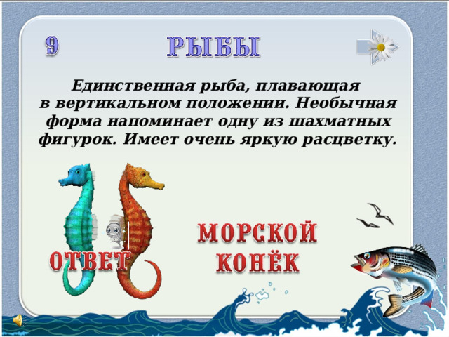 Единственная рыба, плавающая в вертикальном положении. Необычная форма напоминает одну из шахматных фигурок. Имеет очень яркую расцветку.