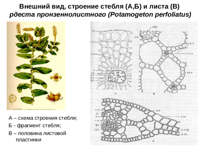 Внешний вид, строение стебля (А,Б) и листа (В)  рдеста пронзеннолистного (Potamogeton perfoliatus) А – схема строения стебля; Б - фрагмент стебля; В – половина листовой пластинки
