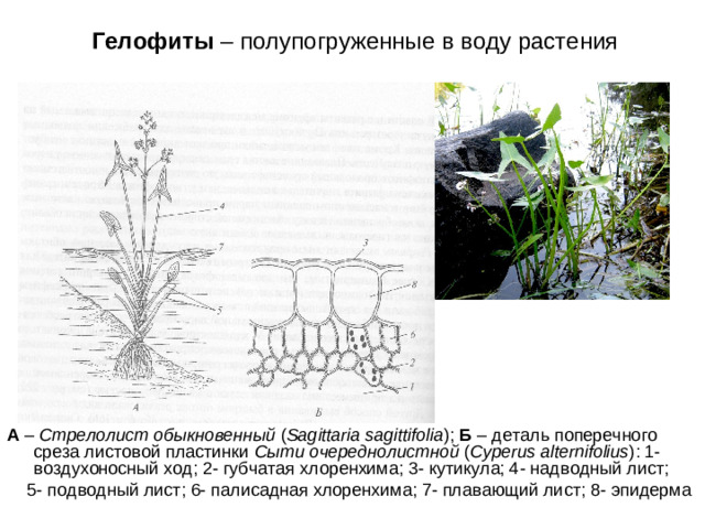 Гелофиты – полупогруженные в воду растения А – Стрелолист обыкновенный ( Sagittaria sagittifolia ) ; Б – деталь поперечного среза листовой пластинки Сыти очереднолистной ( Cyperus alternifolius ) : 1- воздухоносный ход; 2- губчатая хлоренхима; 3- кутикула; 4- надводный лист;  5- подводный лист; 6- палисадная хлоренхима; 7- плавающий лист; 8- эпидерма