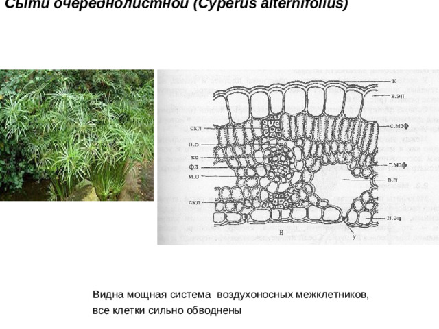 Внешний вид и строение листа гигрофита  Сыти очереднолистной ( Cyperus alternifolius)   Видна мощная система воздухоносных межклетников,  все клетки сильно обводнены