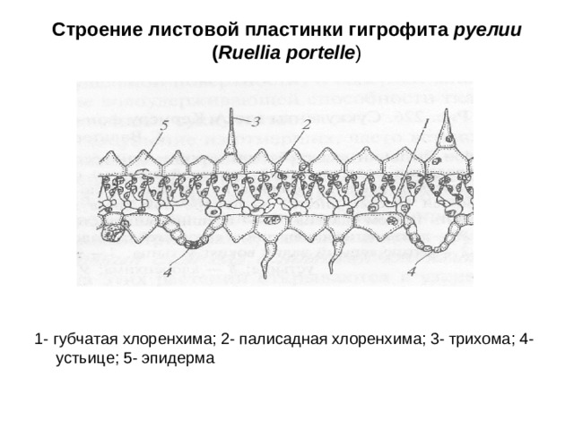 Строение листовой пластинки гигрофита руелии ( Ruellia portelle ) 1- губчатая хлоренхима; 2- палисадная хлоренхима; 3- трихома; 4- устьице; 5- эпидерма