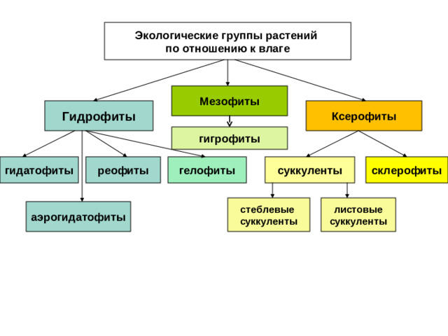 Экологические группы растений по отношению к влаге Мезофиты Ксерофиты Гидрофиты гигрофиты реофиты  гидатофиты  суккуленты склерофиты гелофиты листовые суккуленты  стеблевые суккуленты  аэрогидатофиты