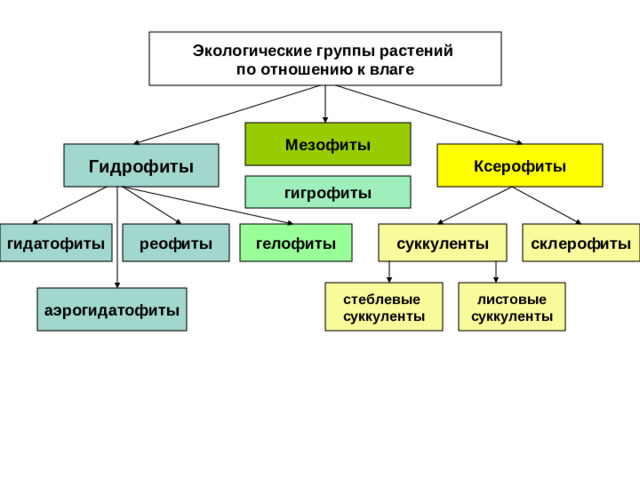 Экологические группы растений по отношению к влаге Мезофиты Гидрофиты Ксерофиты гигрофиты реофиты  гидатофиты  суккуленты склерофиты гелофиты листовые суккуленты  стеблевые суккуленты  аэрогидатофиты