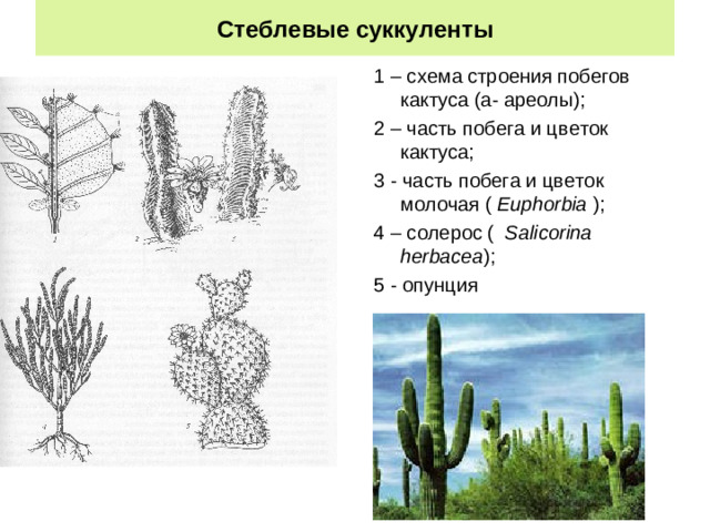 Стеблевые суккуленты 1 – схема строения побегов кактуса (а- ареолы); 2 – часть побега и цветок кактуса; 3 - часть побега и цветок молочая ( Euphorbia ); 4 – солерос ( Salicorina herbacea ); 5 - опунция