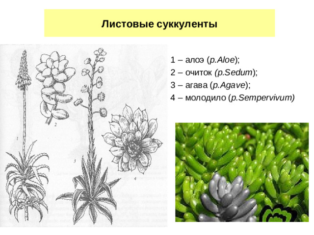 Листовые суккуленты 1 – алоэ ( р. Aloe ); 2 – очиток (р. Sedum ); 3 – агава ( р. Agave ); 4 – молодило ( р. Sempervivum)