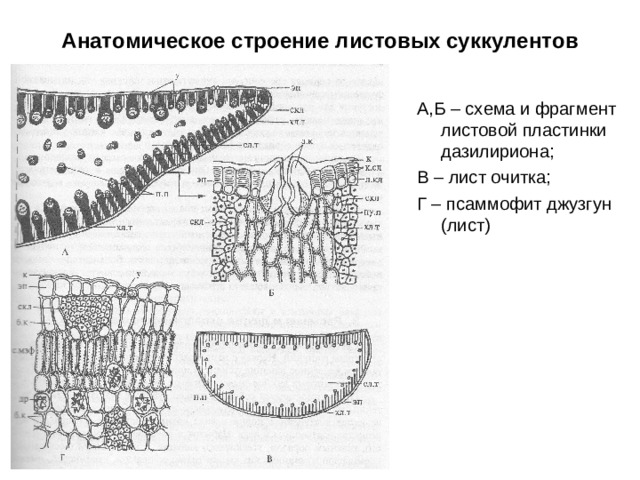 Анатомическое строение листовых суккулентов А,Б – схема и фрагмент листовой пластинки дазилириона; В – лист очитка; Г – псаммофит джузгун (лист)