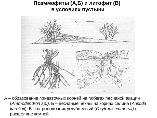 Псаммофиты (А,Б) и литофит (В)  в условиях пустыни А – образование придаточных корней на побегах песчаной акации ( Ammodendron sp.) , Б – песчаные чехлы на корнях селина ( Aristida karelinii ) , В –остролодочник углубленный ( Oxytropis immersa) в расщелине камней