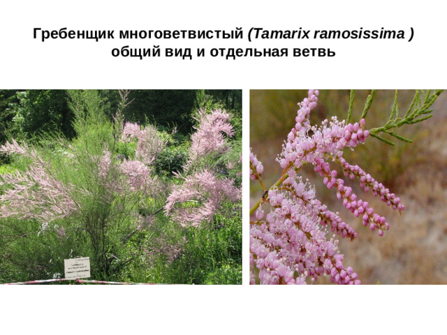 Гребенщик многоветвистый ( Tamarix ramosissima )  общий вид и отдельная ветвь