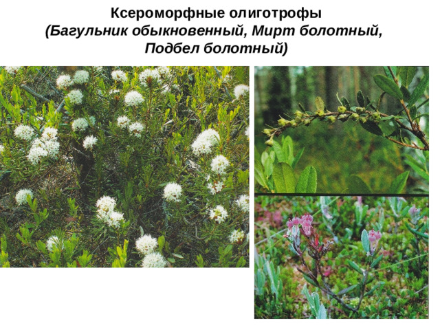 Ксероморфные олиготрофы  (Багульник обыкновенный, Мирт болотный,  Подбел болотный)
