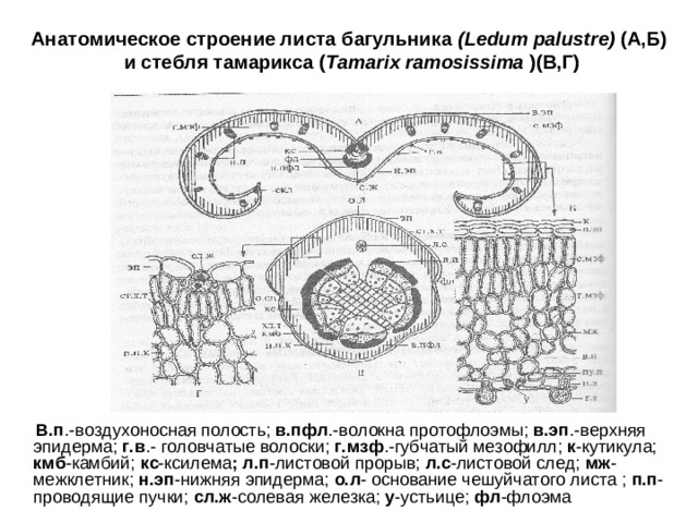 Анатомическое строение листа багульника (Ledum palustre) (А,Б)  и стебля тамарикса ( Tamarix ramosissima ) (В,Г)  В.п .-воздухоносная полость; в.пфл .-волокна протофлоэмы; в.эп .-верхняя эпидерма; г.в .- головчатые волоски; г.мзф .-губчатый мезофилл; к -кутикула; кмб -камбий; кс -ксилема ; л.п -листовой прорыв; л.с -листовой след; мж -межклетник; н.эп -нижняя эпидерма; о.л - основание чешуйчатого листа ; п.п -проводящие пучки; сл.ж -солевая железка; у -устьице; фл -флоэма