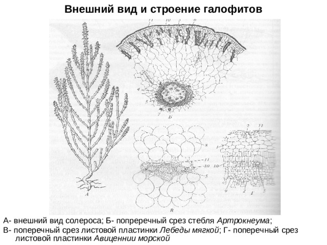 Внешний вид и строение галофитов А- внешний вид солероса; Б- попреречный срез стебля Артрокнеума ; В- поперечный срез листовой пластинки Лебеды мягкой ; Г- поперечный срез листовой пластинки Авиценнии морской