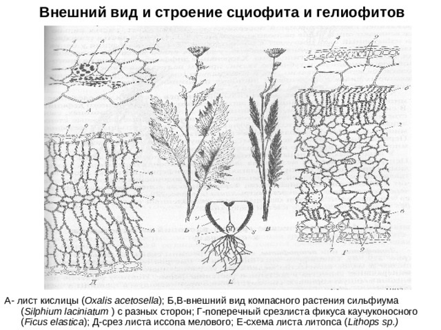 Внешний вид и строение сциофита и гелиофитов А- лист кислицы ( Oxalis acetosella ); Б,В-внешний вид компасного растения сильфиума ( Silphium laciniatum ) с разных сторон; Г-поперечный срезлиста фикуса каучуконосного ( Ficus elastica ) ; Д-срез листа иссопа мелового; Е-схема листа литопса ( Lithops sp.)