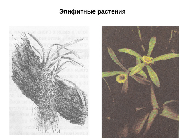 Эпифитные растения