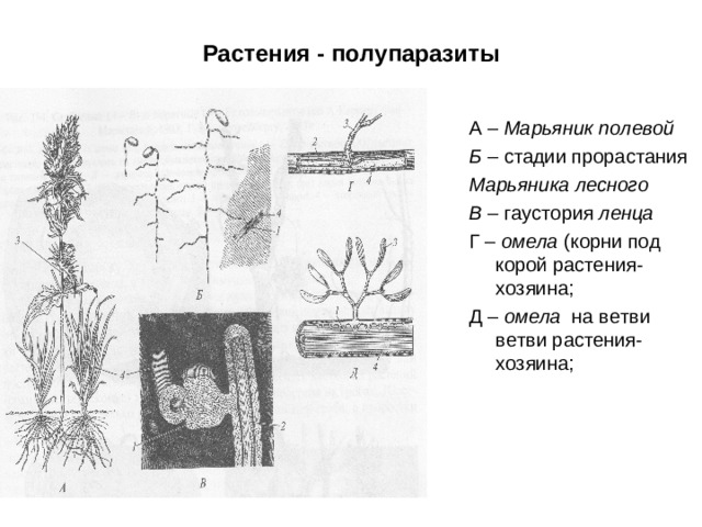 Растения - полупаразиты А – Марьяник полевой Б – стадии прорастания Марьяника лесного В – гаустория ленца Г – омела (корни под корой растения-хозяина; Д – омела на ветви ветви растения-хозяина;