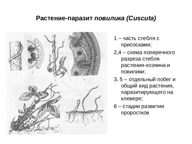 Растение-паразит повилика ( Cuscuta) 1 – часть стебля с присосками; 2,4 – схема поперечного разреза стебля растения-хозяина и повилики; 3, 5 – отдельный побег и общий вид растения, паразитирующего на клевере; 6 – стадии развития проростков