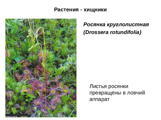 Растения - хищники Росянка круглолистная ( Drossera rotundifolia )        Листья росянки превращены в ловчий аппарат