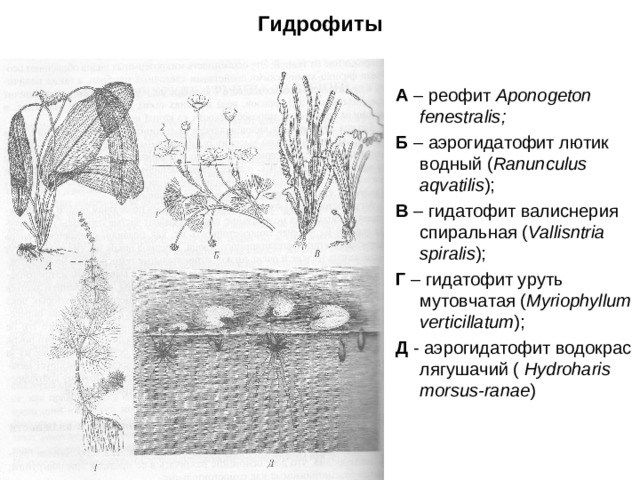 Гидрофиты А – реофит Aponogeton fenestralis ; Б – аэрогидатофит лютик водный ( Ranunculus aqvatilis ) ; В – гидатофит валиснерия спиральная ( Vallisntria spiralis ) ; Г – гидатофит уруть мутовчатая ( Myriophyllum verticillatum ) ; Д - аэрогидатофит водокрас лягушачий ( Hydroharis morsus-ranae )