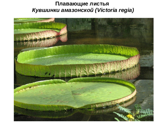 Плавающие листья  Кувшинки амазонской ( Victoria regia )