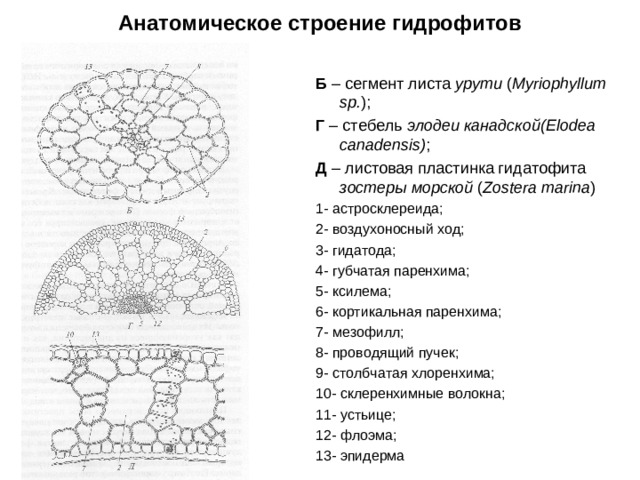 Анатомическое строение гидрофитов Б – сегмент листа урути ( Myriophyllum  sp. ); Г – стебель элодеи канадской( Elodea canadensis) ; Д – листовая пластинка гидатофита зостеры морской ( Zostera marina ) 1- астросклереида; 2- воздухоносный ход; 3- гидатода; 4- губчатая паренхима; 5- ксилема; 6- кортикальная паренхима; 7- мезофилл; 8- проводящий пучек; 9- столбчатая хлоренхима; 10- склеренхимные волокна; 11- устьице; 12- флоэма; 13- эпидерма