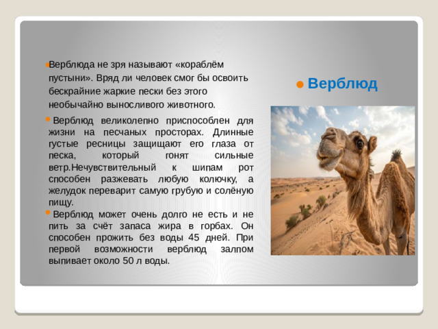 Верблюда не зря называют «кораблём пустыни». Вряд ли человек смог бы освоить бескрайние жаркие пески без этого необычайно выносливого животного. Верблюд великолепно приспособлен для жизни на песчаных просторах. Длинные густые ресницы защищают его глаза от песка, который гонят сильные ветр.Нечувствительный к шипам рот способен разжевать любую колючку, а желудок переварит самую грубую и солёную пищу. Верблюд может очень долго не есть и не пить за счёт запаса жира в горбах. Он способен прожить без воды 45 дней. При первой возможности верблюд залпом выпивает около 50 л воды.