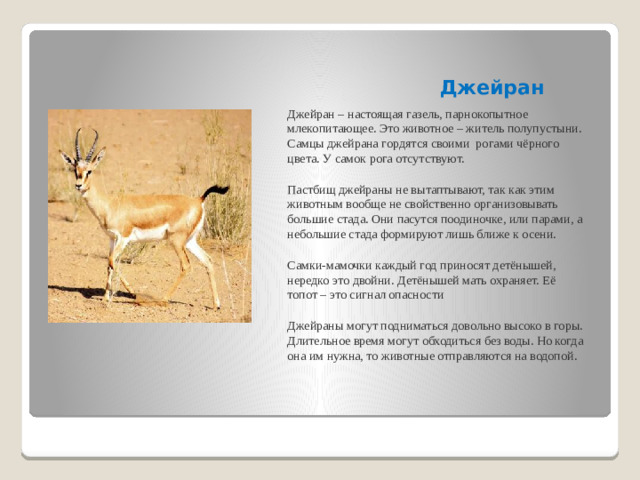 Джейран Джейран – настоящая газель, парнокопытное млекопитающее. Это животное – житель полупустыни. Самцы джейрана гордятся своими рогами чёрного цвета. У самок рога отсутствуют. Пастбищ джейраны не вытаптывают, так как этим животным вообще не свойственно организовывать большие стада. Они пасутся поодиночке, или парами, а небольшие стада формируют лишь ближе к осени. Самки-мамочки каждый год приносят детёнышей, нередко это двойни. Детёнышей мать охраняет. Её топот – это сигнал опасности Джейраны могут подниматься довольно высоко в горы. Длительное время могут обходиться без воды. Но когда она им нужна, то животные отправляются на водопой.