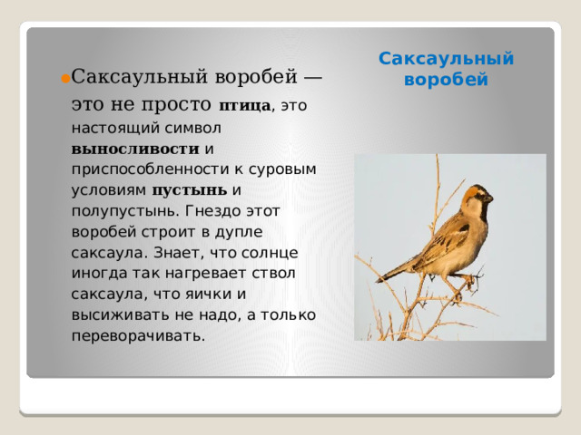 Саксаульный воробей