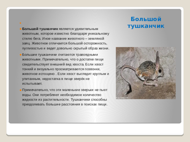 Большой тушканчик