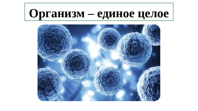 Организм – единое целое