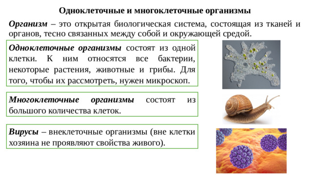 Одноклеточные и многоклеточные организмы Организм  – это открытая биологическая система, состоящая из тканей и органов, тесно связанных между собой и окружающей средой. Одноклеточные организмы состоят из одной клетки. К ним относятся все бактерии, некоторые растения, животные и грибы. Для того, чтобы их рассмотреть, нужен микроскоп. Многоклеточные организмы состоят из большого количества клеток.  Вирусы – внеклеточные организмы (вне клетки хозяина не проявляют свойства живого).