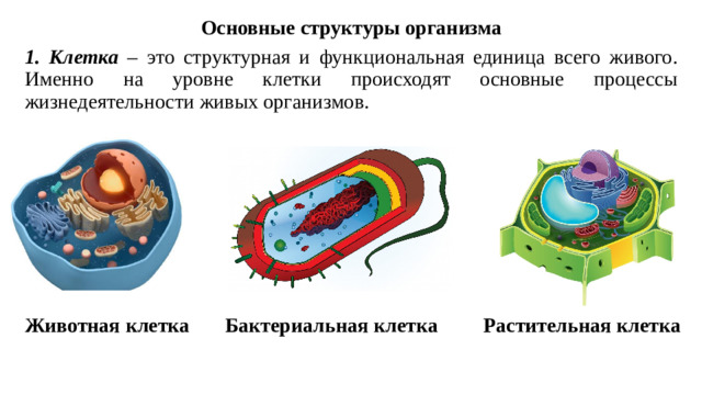 Основные структуры организма 1. Клетка – это структурная и функциональная единица всего живого. Именно на уровне клетки происходят основные процессы жизнедеятельности живых организмов. Животная клетка Бактериальная клетка Растительная клетка