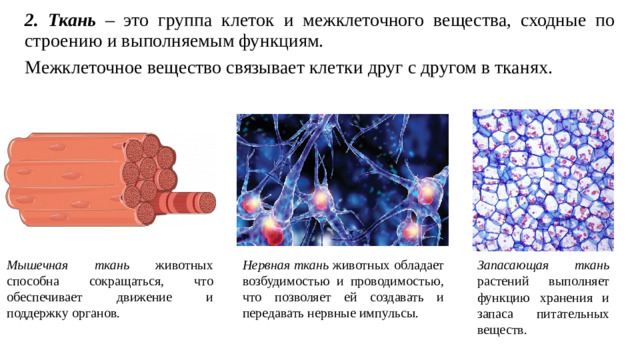 2. Ткань – это группа клеток и межклеточного вещества, сходные по строению и выполняемым функциям. Межклеточное вещество связывает клетки друг с другом в тканях. Мышечная ткань животных способна сокращаться, что обеспечивает движение и поддержку органов. Запасающая ткань растений выполняет функцию хранения и запаса питательных веществ. Нервная ткань животных обладает возбудимостью и проводимостью, что позволяет ей создавать и передавать нервные импульсы.