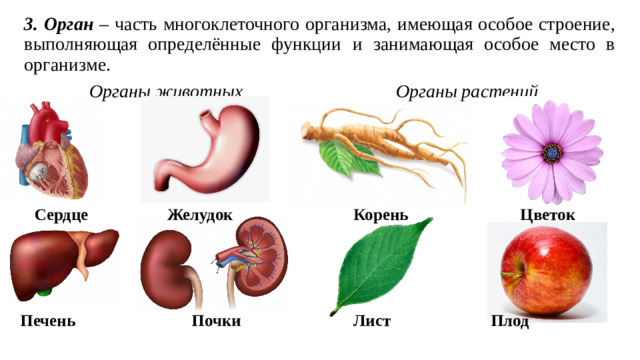 3. Орган – часть многоклеточного организма, имеющая особое строение, выполняющая определённые функции и занимающая особое место в организме.  Органы животных Органы растений Сердце Желудок Корень Цветок Печень Почки Лист Плод