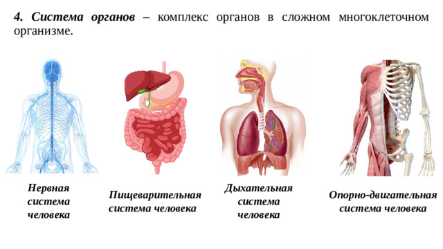 4. Система органов – комплекс органов в сложном многоклеточном организме. Нервная система человека Дыхательная система человека Опорно-двигательная система человека Пищеварительная система человека