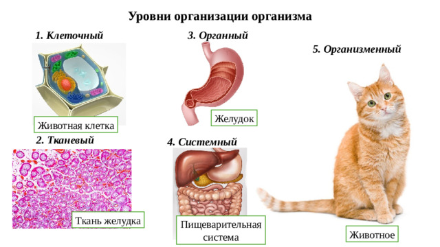 Уровни организации организма 1. Клеточный 3. Органный 5. Организменный Желудок Животная клетка 2. Тканевый 4. Системный Ткань желудка Пищеварительная система Животное