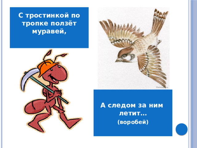 С тростинкой по тропке ползёт муравей,  А следом за ним  летит… (воробей)