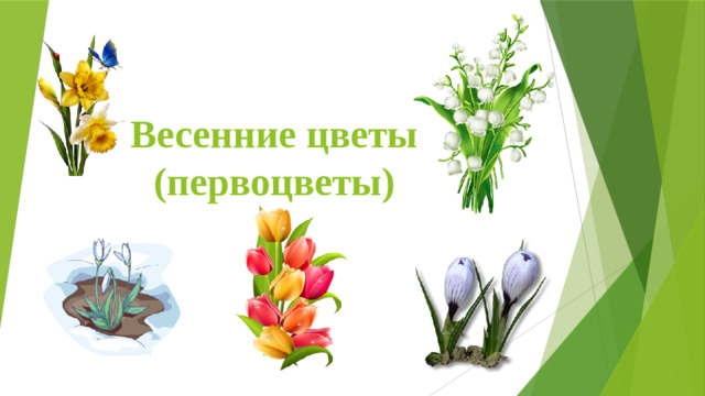 Весенние цветы (первоцветы)