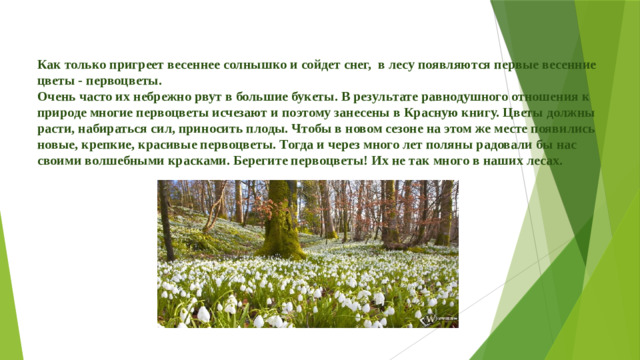 Как только пригреет весеннее солнышко и сойдет снег, в лесу появляются первые весенние цветы - первоцветы. Очень часто их небрежно рвут в большие букеты. В результате равнодушного отношения к природе многие первоцветы исчезают и поэтому занесены в Красную книгу. Цветы должны расти, набираться сил, приносить плоды. Чтобы в новом сезоне на этом же месте появились новые, крепкие, красивые первоцветы. Тогда и через много лет поляны радовали бы нас своими волшебными красками. Берегите первоцветы! Их не так много в наших лесах.         .