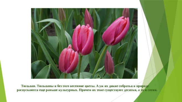 Тюльпан. Тюльпаны и без того весенние цветы. А уж их дикие собратья в природе распускаются еще раньше культурных. Причем их тоже существуют десятки, а то и сотни.