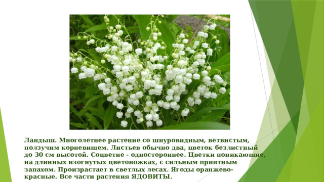 Ландыш. Многолетнее растение со шнуровидным, ветвистым, ползучим корневищем. Листьев обычно два, цветок безлистный до 30 см высотой. Соцветие - одностороннее. Цветки поникающие, на длинных изогнутых цветоножках, с сильным приятным запахом. Произрастает в светлых лесах. Ягоды оранжево-красные. Все части растения ЯДОВИТЫ.