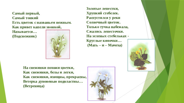 Золотые лепестки, Хрупкий стебелек. Распустился у реки Солнечный цветок. Только тучка набежала, Сжались лепесточки. На зеленых стебельках - Круглые комочки…  (Мать – и – Мачеха) Самый первый, Самый тонкий Есть цветок с названьем нежным. Как привет капели звонкой, Называется… (Подснежник)   На снежинки похожи цветки, Как снежинки, белы и легки, Как снежинки, изящны, прекрасны, Ветерка дуновенью подвластны… (Ветреница)