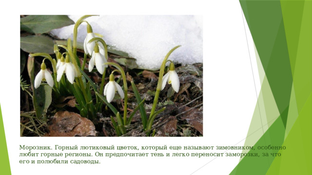 Морозник. Горный лютиковый цветок, который еще называют зимовником, особенно любит горные регионы. Он предпочитает тень и легко переносит заморозки, за что его и полюбили садоводы.