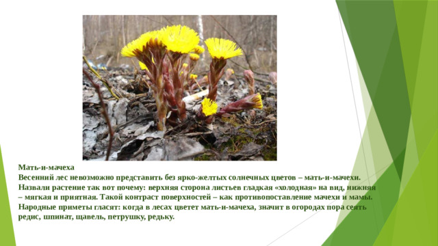Мать-и-мачеха Весенний лес невозможно представить без ярко-желтых солнечных цветов – мать-и-мачехи. Назвали растение так вот почему: верхняя сторона листьев гладкая «холодная» на вид, нижняя – мягкая и приятная. Такой контраст поверхностей – как противопоставление мачехи и мамы. Народные приметы гласят: когда в лесах цветет мать-и-мачеха, значит в огородах пора сеять редис, шпинат, щавель, петрушку, редьку.